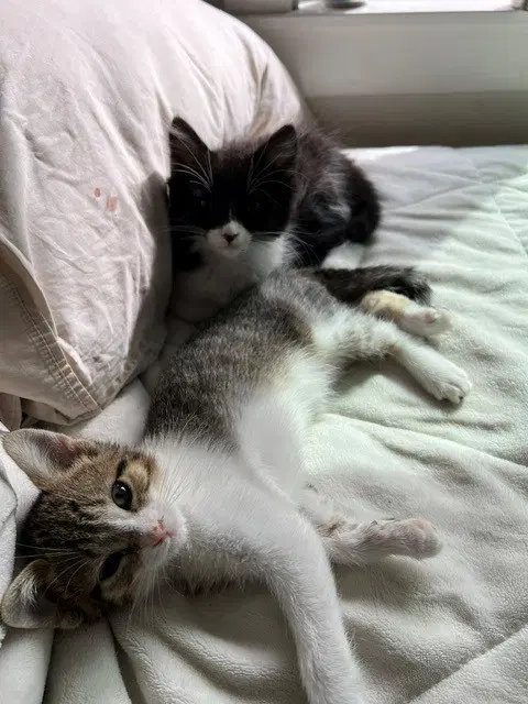 Camelbak - Domestic Short Hair