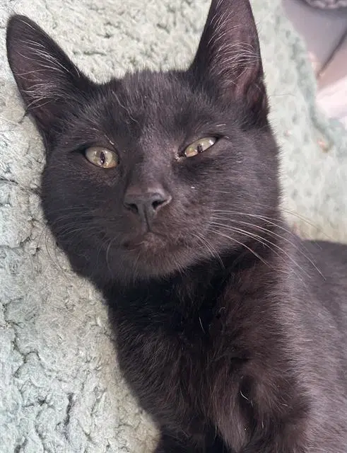 Ruby - Domestic Short Hair