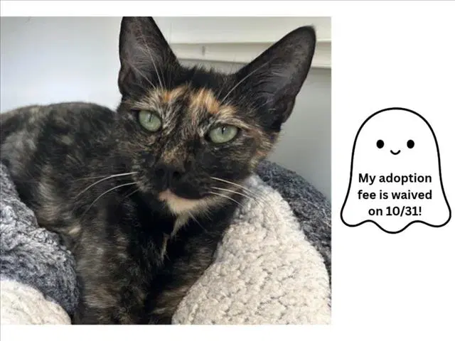 Regina - Domestic Short Hair
