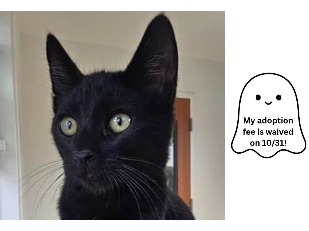 RHODA*