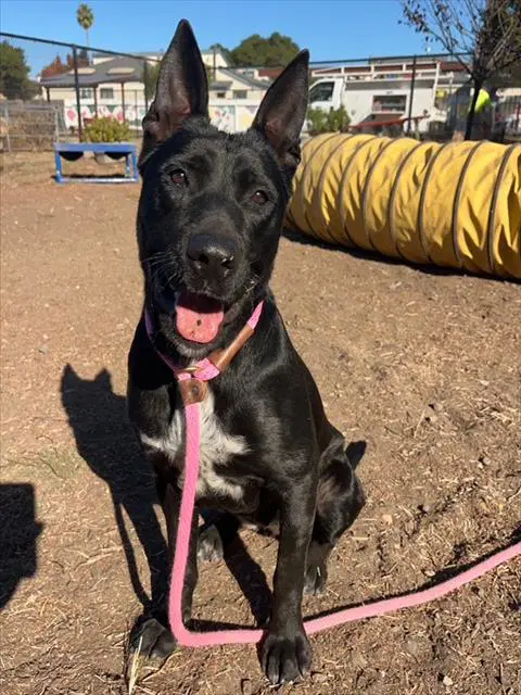 Allie - Australian Kelpie