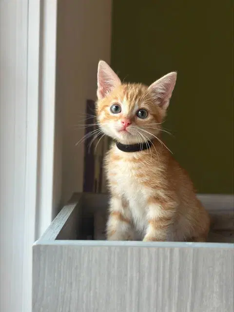 Licorice - Domestic Short Hair