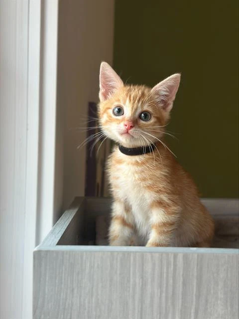 Licorice