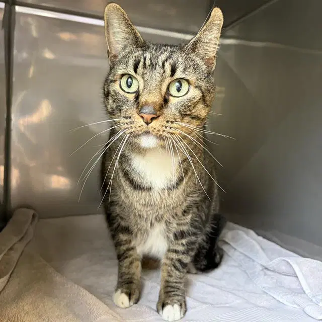 Tate - Domestic Short Hair