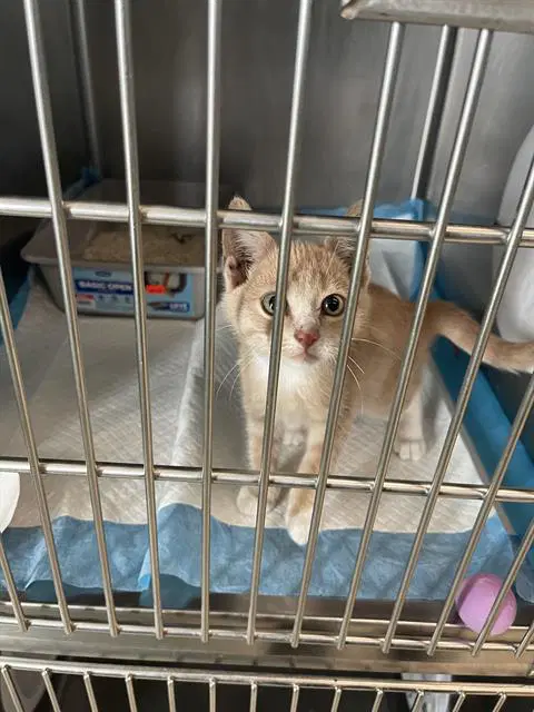 Belinda - Domestic Short Hair