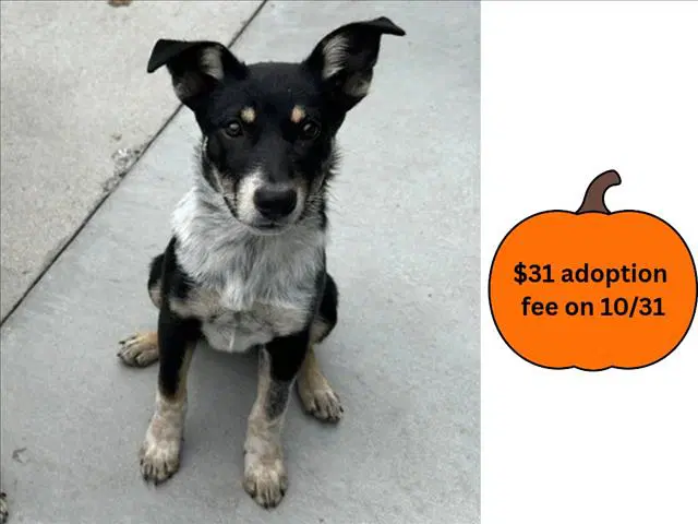 Sydney - Australian Cattle Dog/Blue Heeler