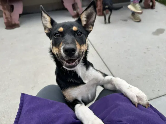 Adelaide - Australian Cattle Dog/Blue Heeler