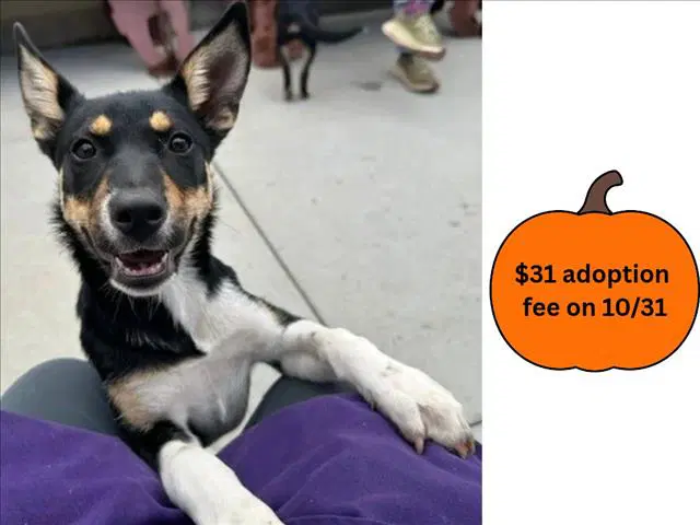 Adelaide - Australian Cattle Dog/Blue Heeler