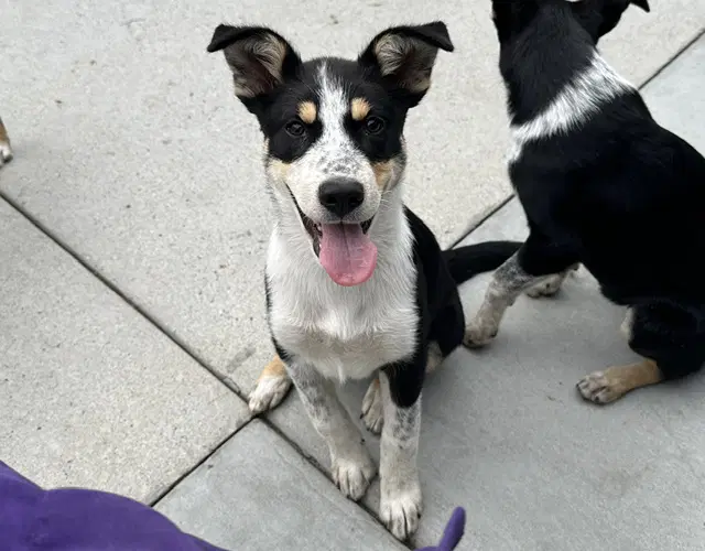 Darwin - Australian Cattle Dog/Blue Heeler