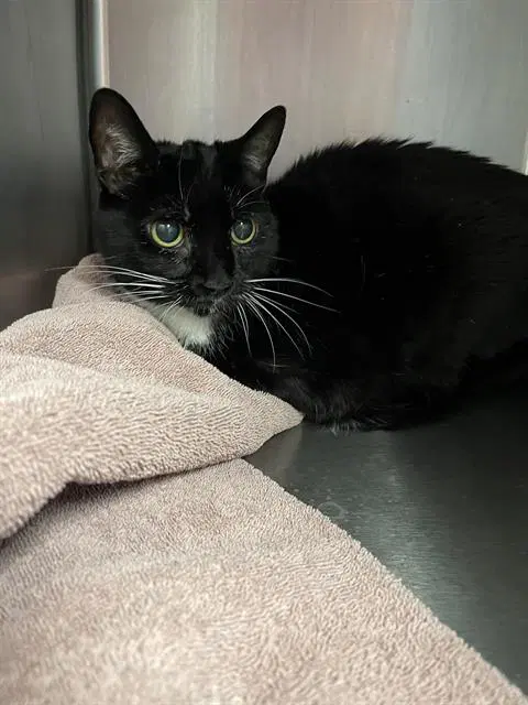 Lani - Domestic Short Hair