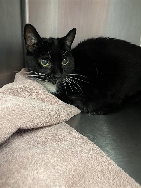 Lani