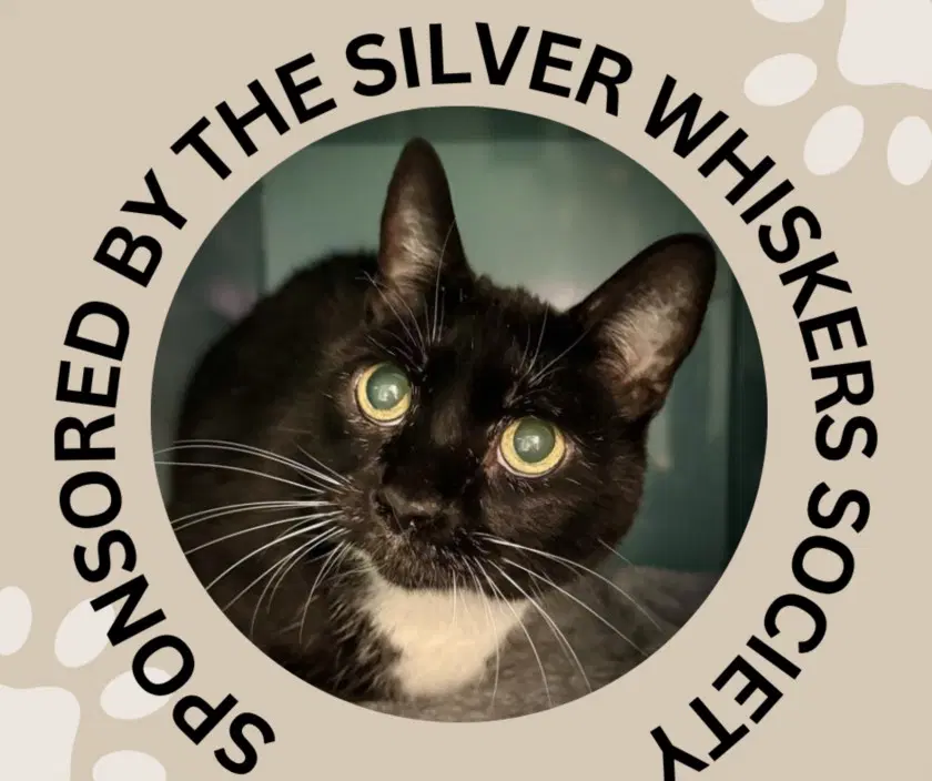 Lani - Domestic Short Hair
