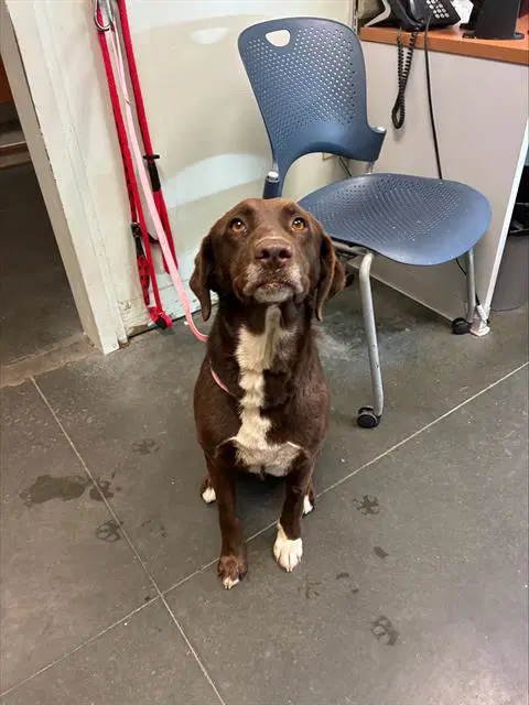Hibiscus - German Shorthaired Pointer