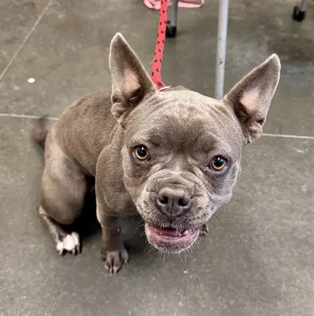 Melody - French Bulldog
