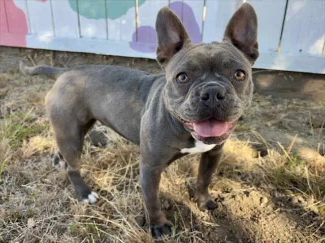 Melody - French Bulldog