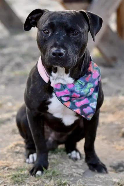 Andre - Staffordshire Bull Terrier