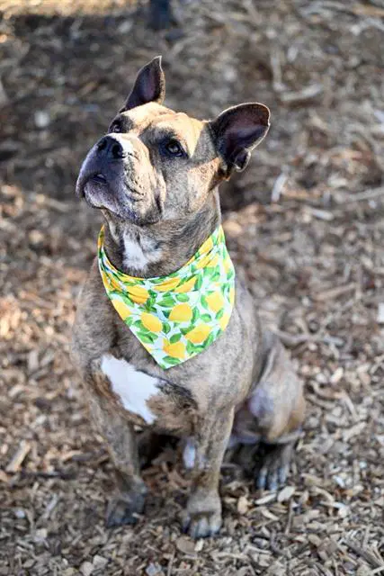 Picasso - Pit Bull Terrier