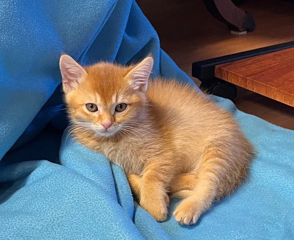 Pumpkin