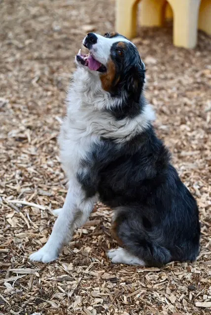 Mowgli - Australian Shepherd