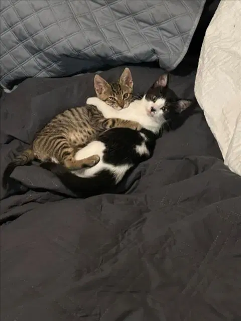 Jason - Domestic Short Hair