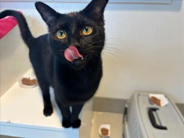 Salem - Domestic Short Hair