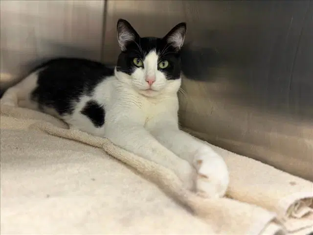 Top Hat - Domestic Short Hair