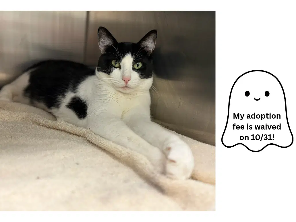 Top Hat - Domestic Short Hair