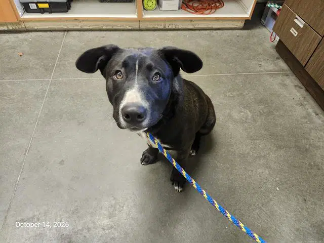 Biscuit - Pit Bull Terrier