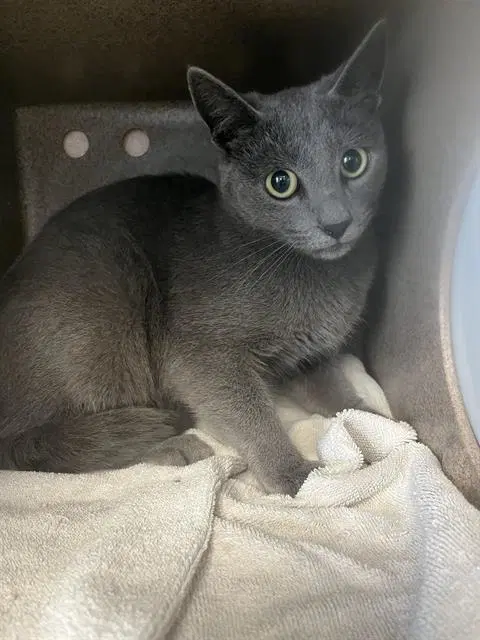 T-Rex - Domestic Short Hair
