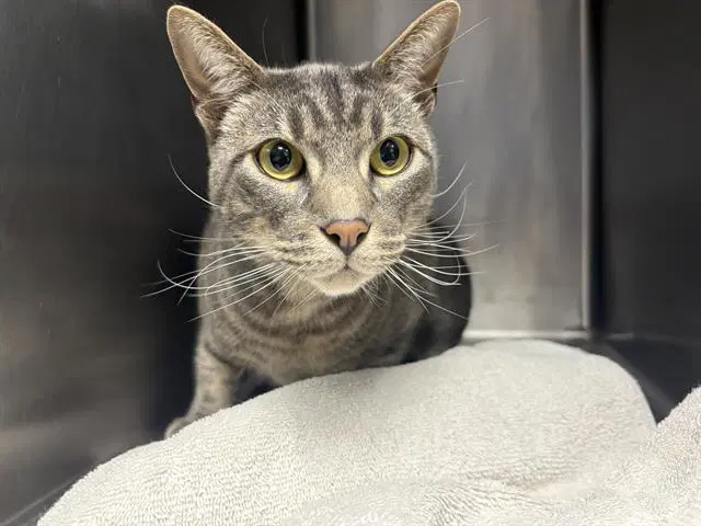 Emelio - Domestic Short Hair