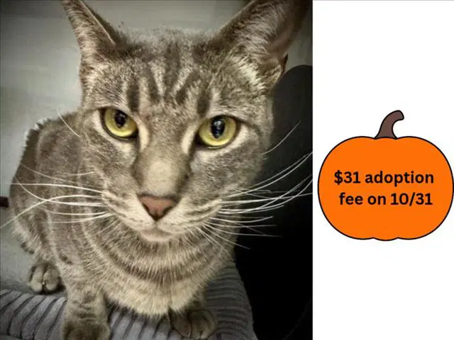 Emelio - Domestic Short Hair