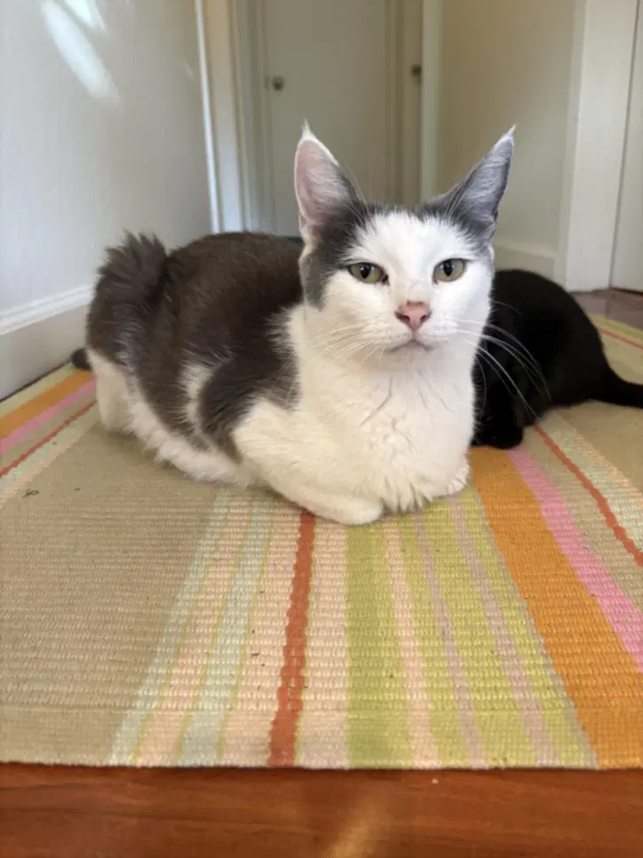 Paloma - Domestic Short Hair