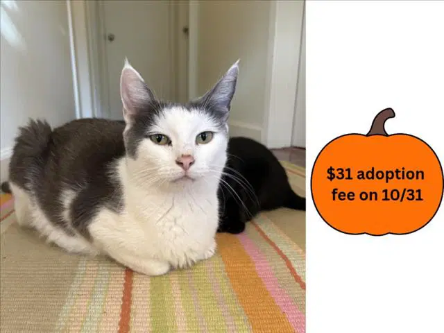 Paloma - Domestic Short Hair