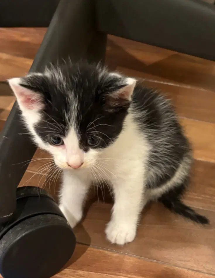 Batgirl - Domestic Short Hair