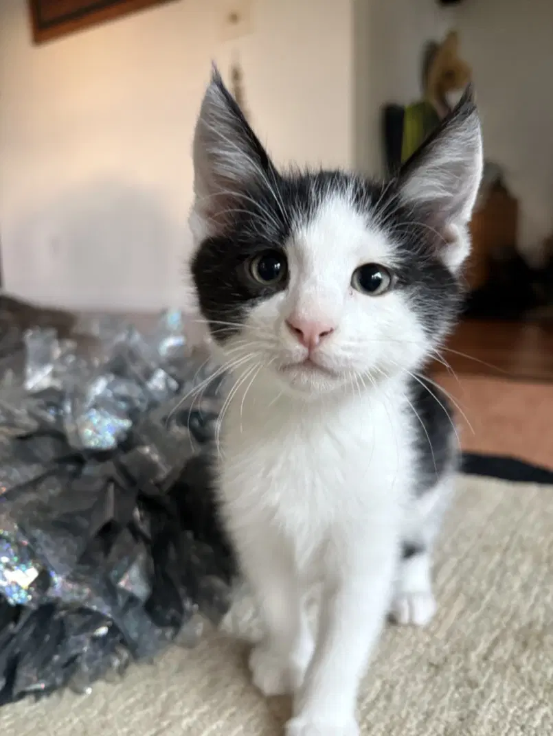 Jack Sparrow - Domestic Short Hair