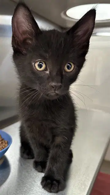 Bieber - Domestic Short Hair