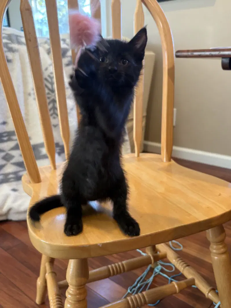 Tiger - Domestic Short Hair