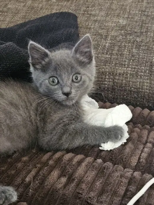 Moki - Domestic Short Hair