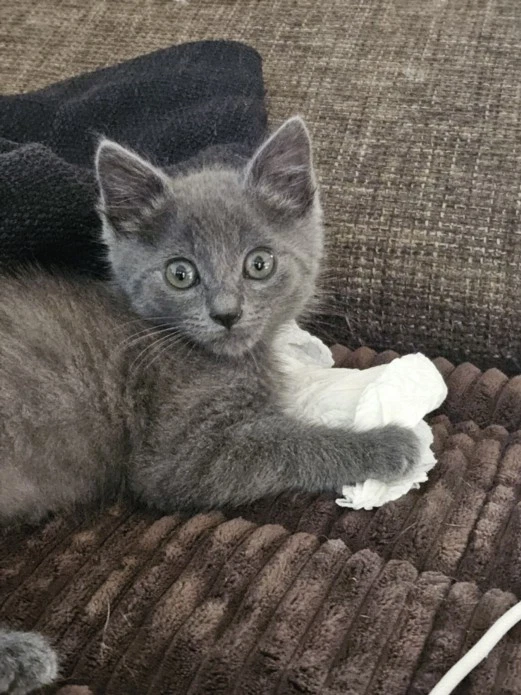 Moki