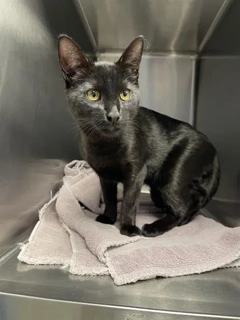 Purrcy - Domestic Short Hair