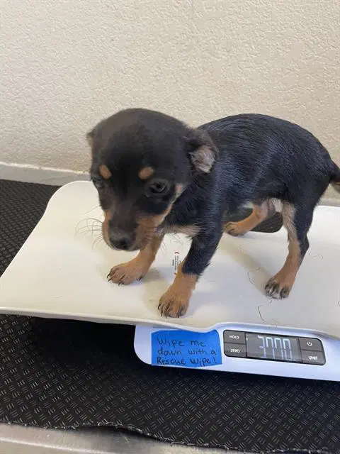 Violet - Chihuahua