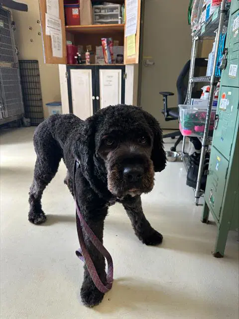 Purple - Poodle (Standard)