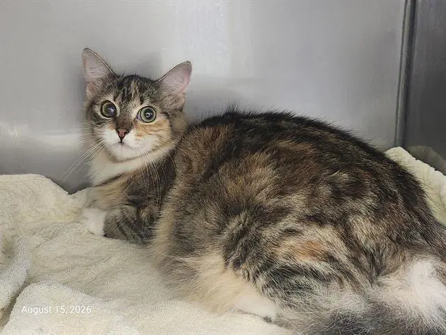 Mary Kay - Domestic Short Hair