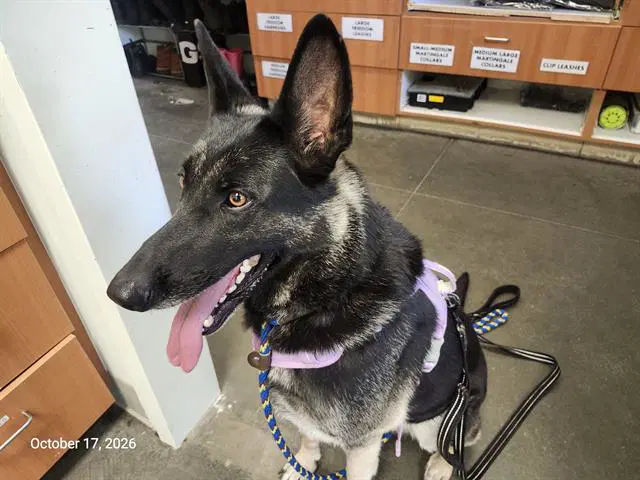 Koda - German Shepherd Dog
