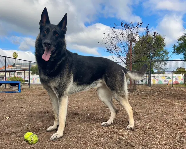 Koda - German Shepherd Dog