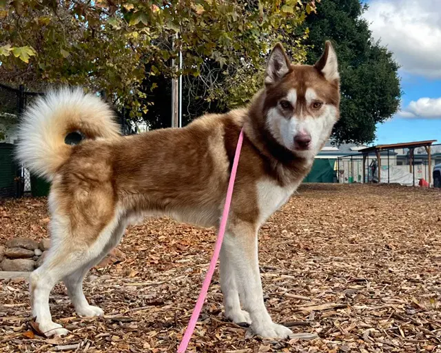 Barley - Siberian Husky