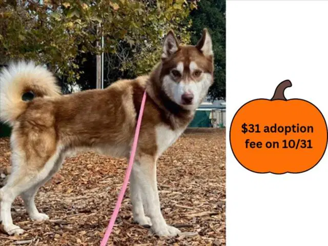 Barley - Siberian Husky