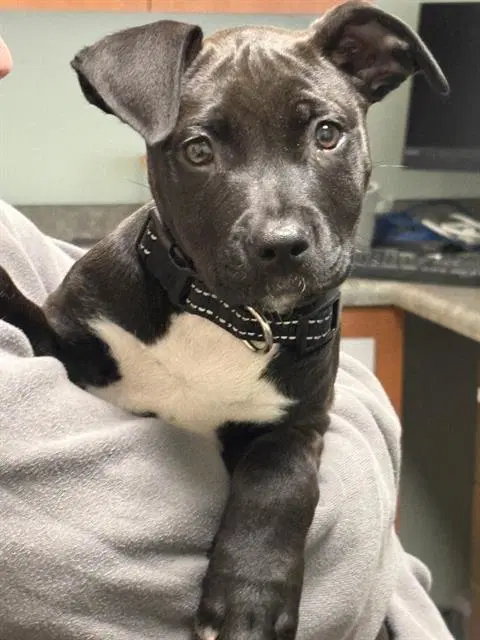 Rosa - Pit Bull Terrier