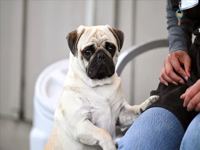 Bruno - Pug