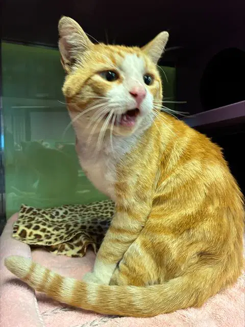 Potion - Domestic Short Hair